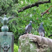円山公園　散策　ピピチンワープ