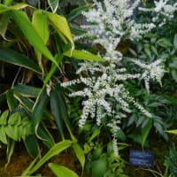 井頭公園の花ちょう遊館３
