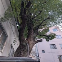 今週の鳥越神社