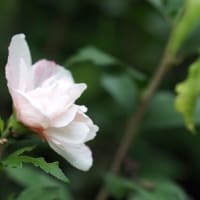 神代植物公園のムクゲ2