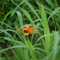 朝散歩での出会い