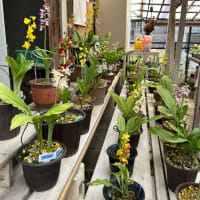 エビネの開花
