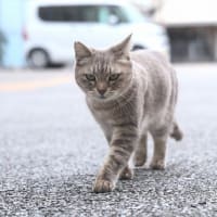 沖縄県の猫たち　2025年1月　その25