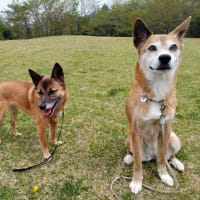 季節は桜からツツジへ♪