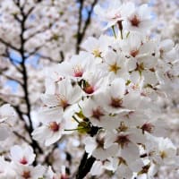 🌸＜桜＞🌸＝撮りだめ写真＝part３～～(^^♪
