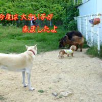 ホットドッグが　いっぱい