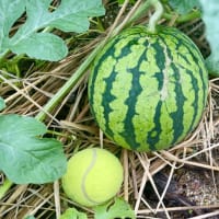 スイカが大きくなった・・・2025年6月
