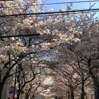2014年3月31日、渋谷区桜丘町駅前の桜の開花状況