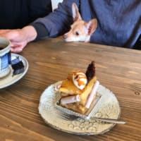 おからとケーキ