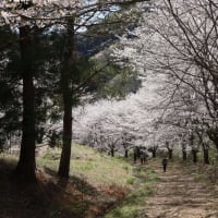 やっと「埼玉の旅　3日目「虎山の千本桜」書きました
