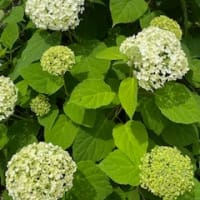 梅と紫陽花
