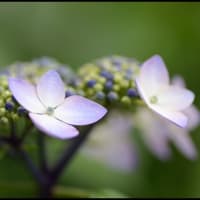 「小野池あじさい公園」の  アジサイ