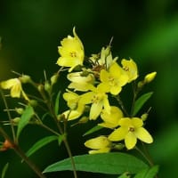 ボタンクサギとクサレダマ