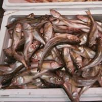 今日のお魚達です！！