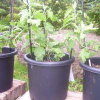 菊の定植後の管理２