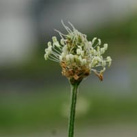 16日、京都府立植物園からの真夏日便り＆癌治療
