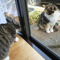 気がつけば三つ巴