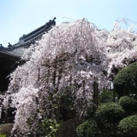 桜花の候となりました