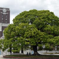プロの講師（京都大学、東京大学など）　さくら教育研究所：skredu