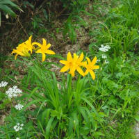 八幡平の花〜その３