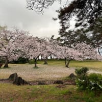 桜が散った後の雨🌧️