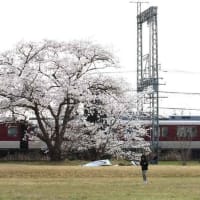 平城宮跡・近鉄奈良線と桜（奈良県）