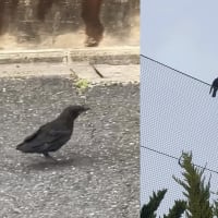 飛べない子カラス🐦‍⬛と見守る親カラス🐦‍⬛