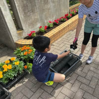 2025年5月11日本町小学校前　花植え