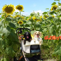 菜乃葉　撮影会デビュー