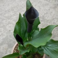 鉢植えの花