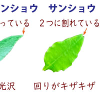 サンショウの実