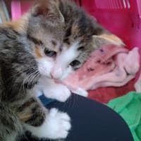 こまちゃん保育園-ぱんだちゃん、ウサちゃん。輪花ちゃん、どんちゃん、レイちゃん、みーくん。六匹