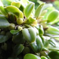 ムギランとマメヅタランの花