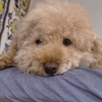 愛犬