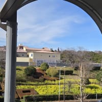 菜の花は桜開花まで大丈夫か