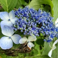 やっと紫陽花が咲き出した