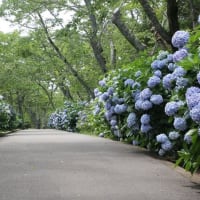 紫雲出山のアジサイ