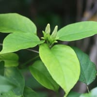 治療の合間に花散策と鳥見！（シタキソウとオオヨシキリと！）