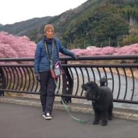 河津桜まつり終了