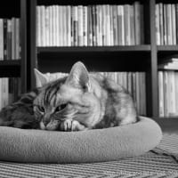 家の猫は本の匂いが好きだ