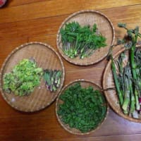 桧枝岐の山菜2025/6