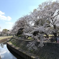 満開の桜