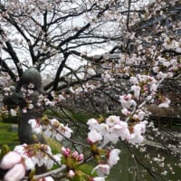 松川べり桜（4月4日）