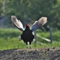 野鳥散歩