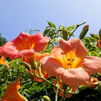 ６月２９日（木）のつぶやき（リブログ）