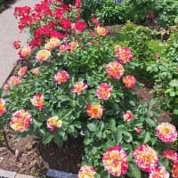 君に薔薇薔薇っていう。。