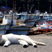 瀬戸内G島の猫たち　2025年2月　その16
