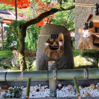 上賀茂神社と葵　　考える猫