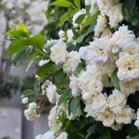 春の花