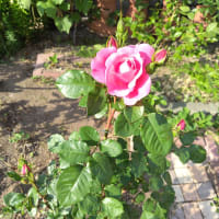 自己流ガーデニング・・18坪の庭の今日のバラ